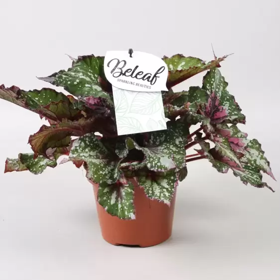 Begonia rex Beleaf 'Alaska Creek' 12cm - image 1