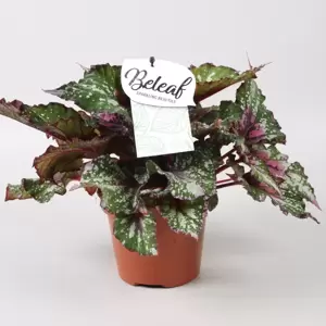 Begonia rex Beleaf 'Alaska Creek' 12cm - image 1