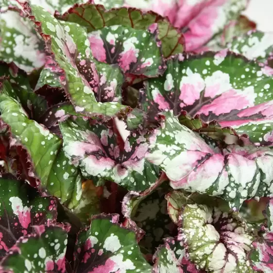 Begonia rex Beleaf 'Alaska Creek' 12cm - image 2