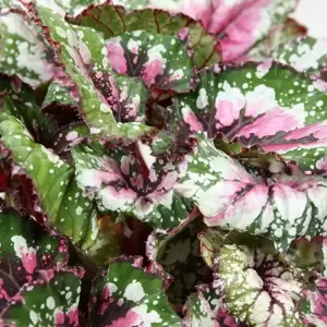 Begonia rex Beleaf 'Alaska Creek' 12cm - image 2