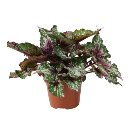 Begonia rex Beleaf 'Alaska Creek' 12cm - image 2