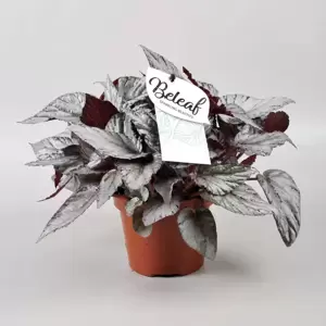 Begonia rex Beleaf 'Arctic Breeze' 12cm - image 1