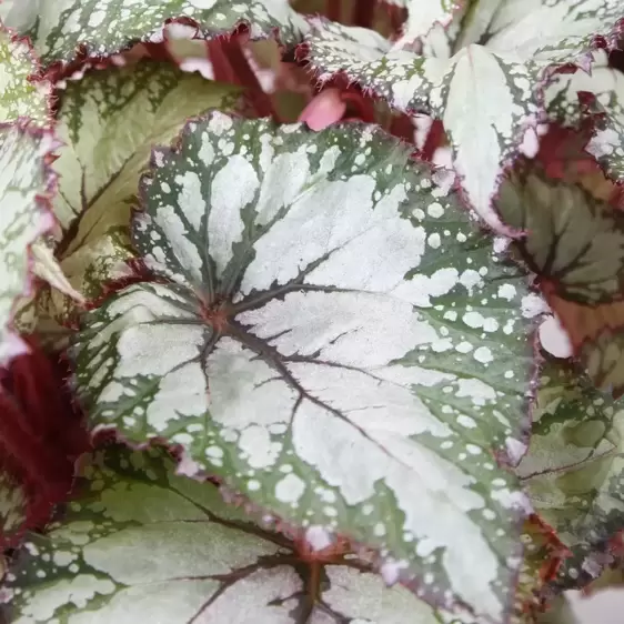 Begonia rex Beleaf 'Asian Tundra' 12cm - image 2