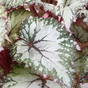 Begonia rex Beleaf 'Asian Tundra' 17cm - image 2