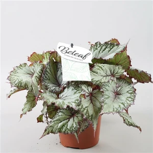 Begonia rex Beleaf 'Asian Tundra' 12cm - image 1