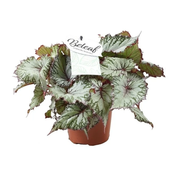 Begonia rex Beleaf 'Asian Tundra' 12cm - image 2