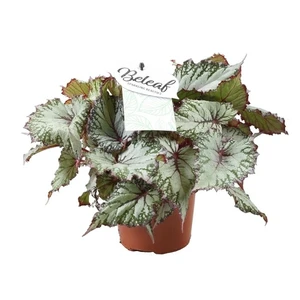 Begonia rex Beleaf 'Asian Tundra' 12cm - image 2
