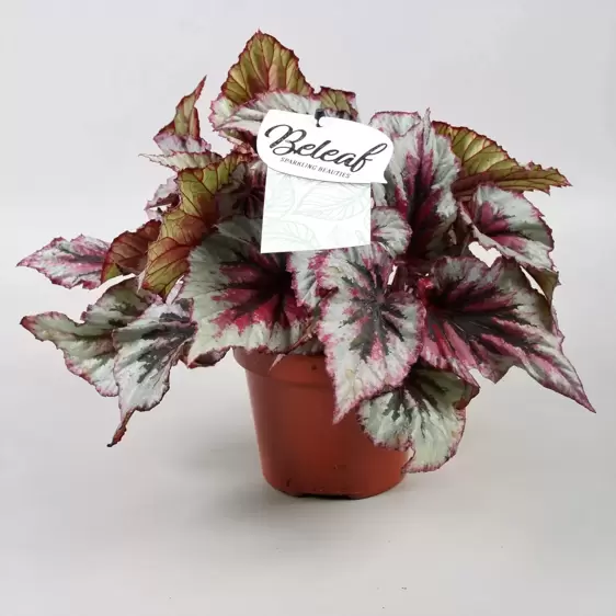 Begonia rex Beleaf 'Evening Glow' 12cm - image 1