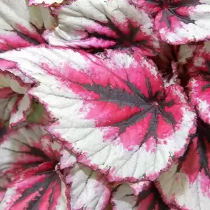 Begonia rex Beleaf 'Evening Glow' 12cm - image 2