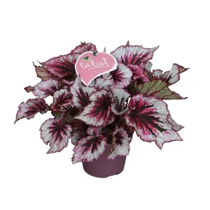 Begonia rex Beleaf 'Evening Glow' 12cm - image 2