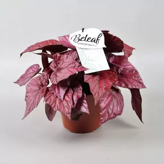 Begonia rex Beleaf 'Inca Flame' 12cm - image 1