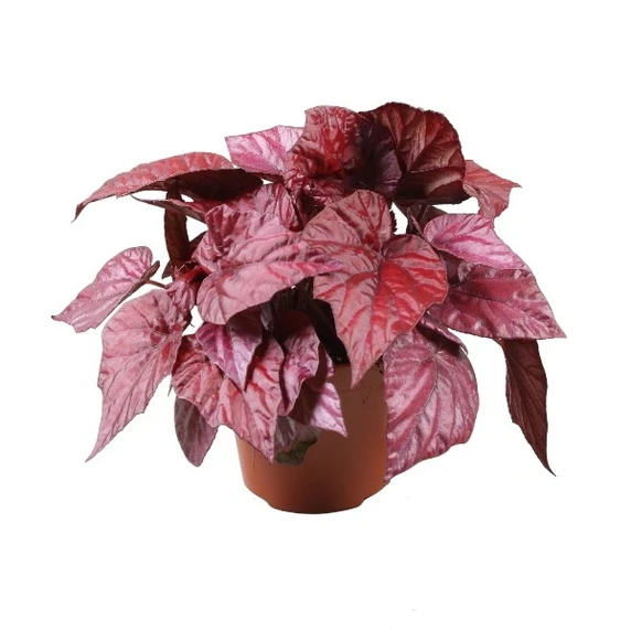Begonia rex Beleaf 'Inca Flame' 12cm - image 2