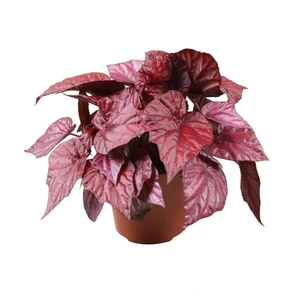 Begonia rex Beleaf 'Inca Flame' 12cm - image 2