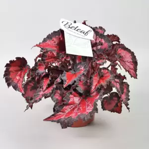 Begonia rex Beleaf 'Inca Night' - image 1