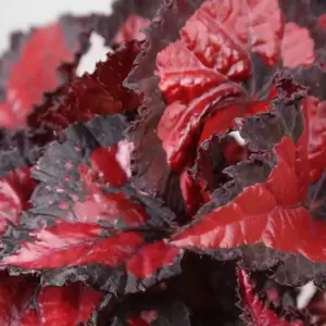 Begonia rex Beleaf 'Inca Night' - image 2