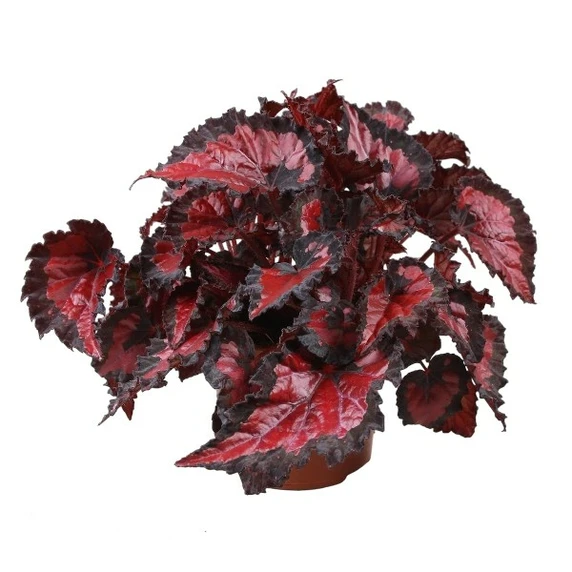 Begonia rex Beleaf 'Inca Night' - image 2