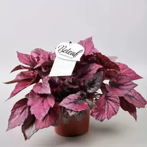 Begonia rex Beleaf 'Indian Summer' - image 1