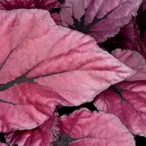 Begonia rex Beleaf 'Indian Summer' - image 2