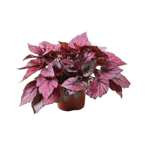 Begonia rex Beleaf 'Indian Summer' - image 2