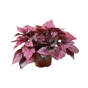 Begonia rex Beleaf 'Indian Summer' - image 2