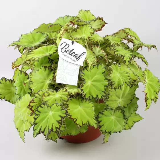 Begonia rex Beleaf 'Lima Love' - image 1