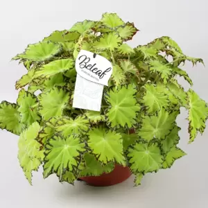 Begonia rex Beleaf 'Lima Love' - image 1