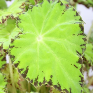 Begonia rex Beleaf 'Lima Love' - image 2