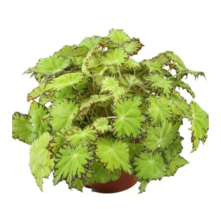 Begonia rex Beleaf 'Lima Love' - image 2