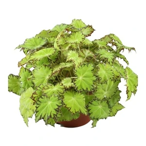 Begonia rex Beleaf 'Lima Love' - image 2