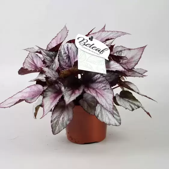 Begonia rex Beleaf 'Maori Haze' 12cm - image 1