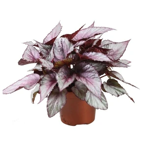 Begonia rex Beleaf 'Maori Haze' 12cm - image 2