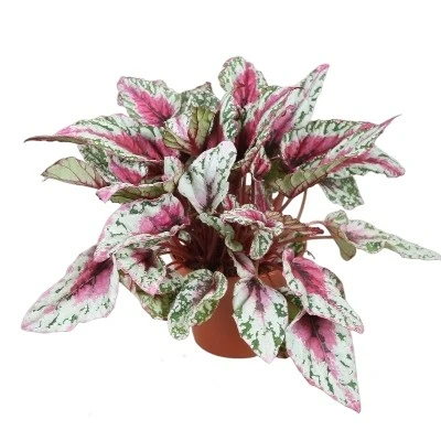 Begonia rex Beleaf 'Maui Sunset'
