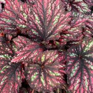 Begonia rex Beleaf 'Rainbow Falls' - image 2