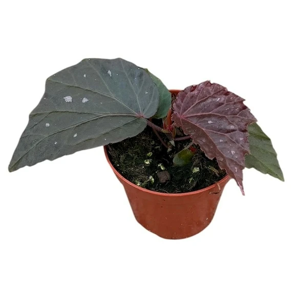 Begonia 'Black Bat'