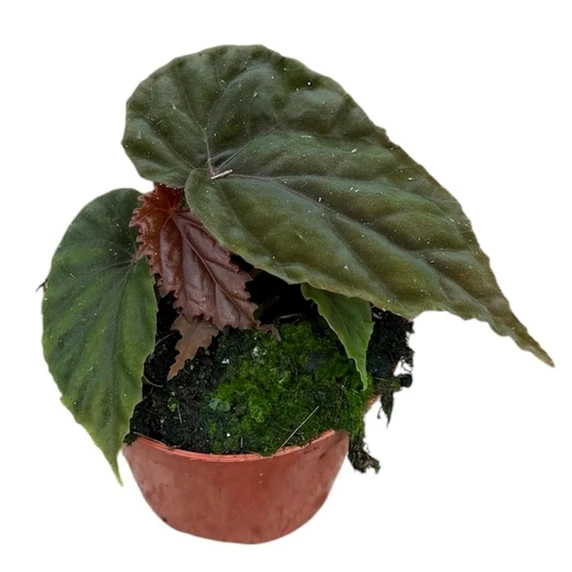Begonia 'Black Blood' - image 1