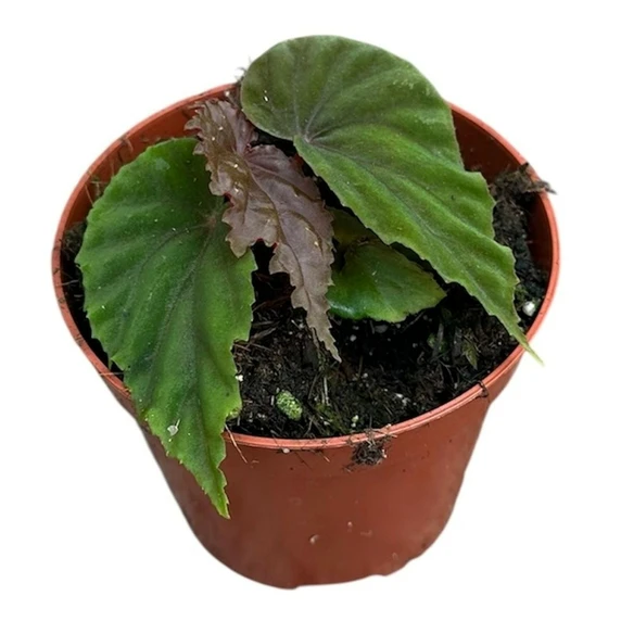 Begonia 'Black Blood' - image 2