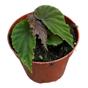 Begonia 'Black Blood' - image 2