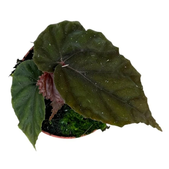 Begonia 'Black Blood' - image 3