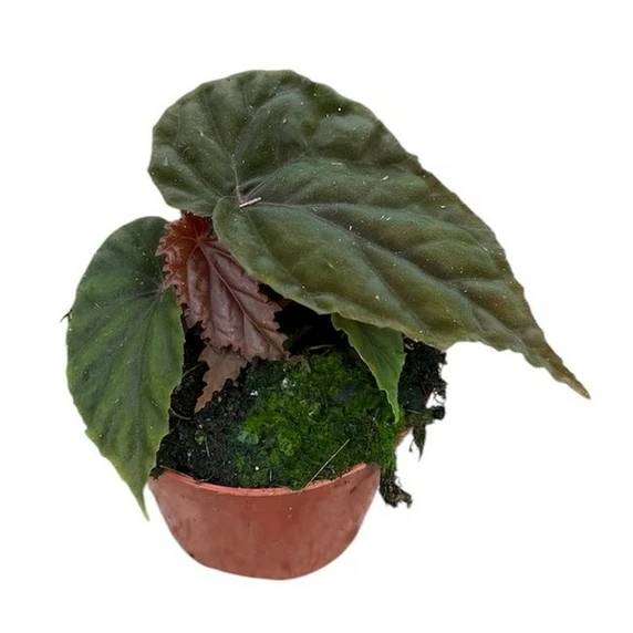 Begonia sp 'Black Bloodie'