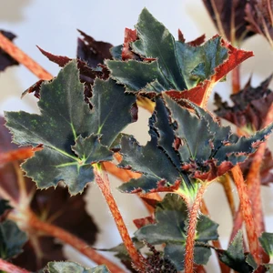 Begonia 'Black Fang'
