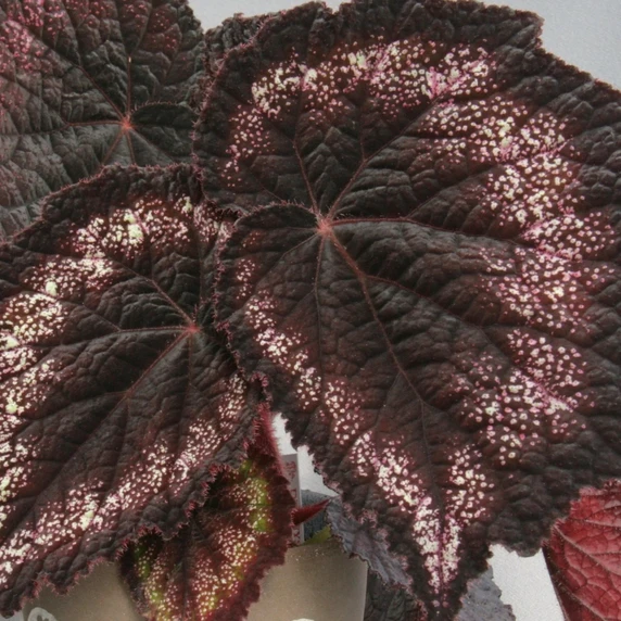 Image Credit: Dibleys Nurseries