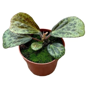 Begonia blancii 'Mottled'