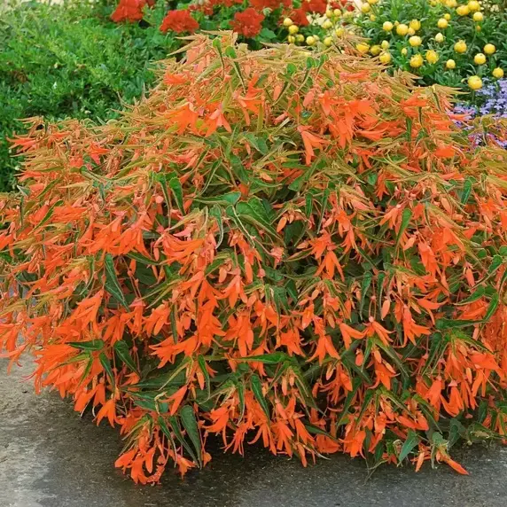 Begonia 'Bonfire' - image 2