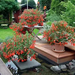 Begonia 'Bonfire' - image 3