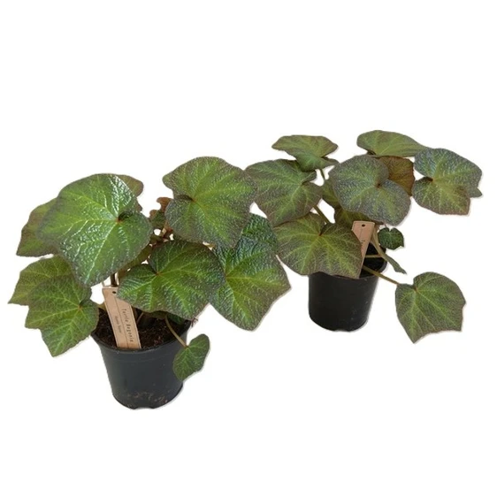 Begonia 'Boomer'