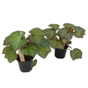 Begonia 'Boomer'