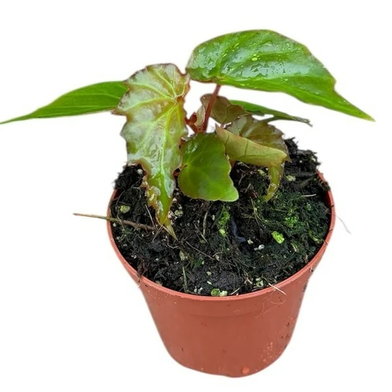 Begonia borneensis