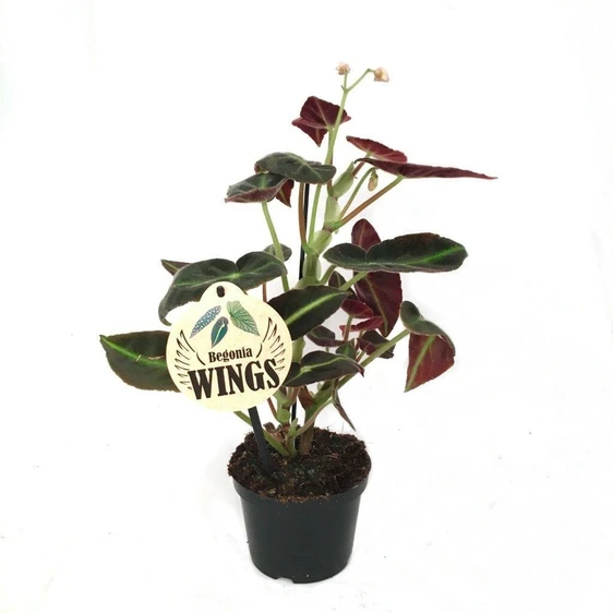 Begonia 'Brazilian Angel Wing'