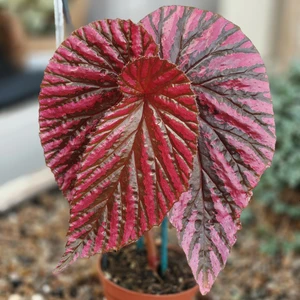 Begonia brevirimosa 8.5cm - image 1