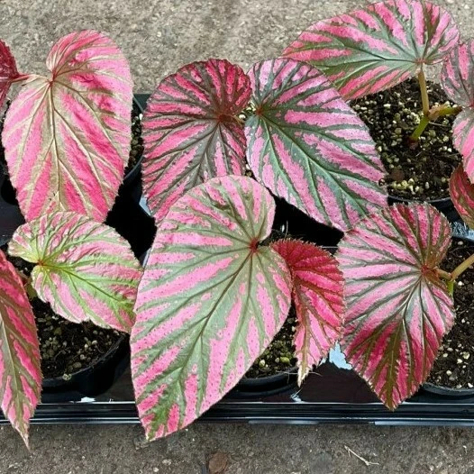 Begonia brevirimosa 10.5cm